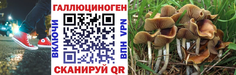 Псилоцибиновые грибы Psilocybine cubensis  Междуреченск 